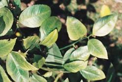 Turnçgil kırmızı örümceği yapraklardaki zararı